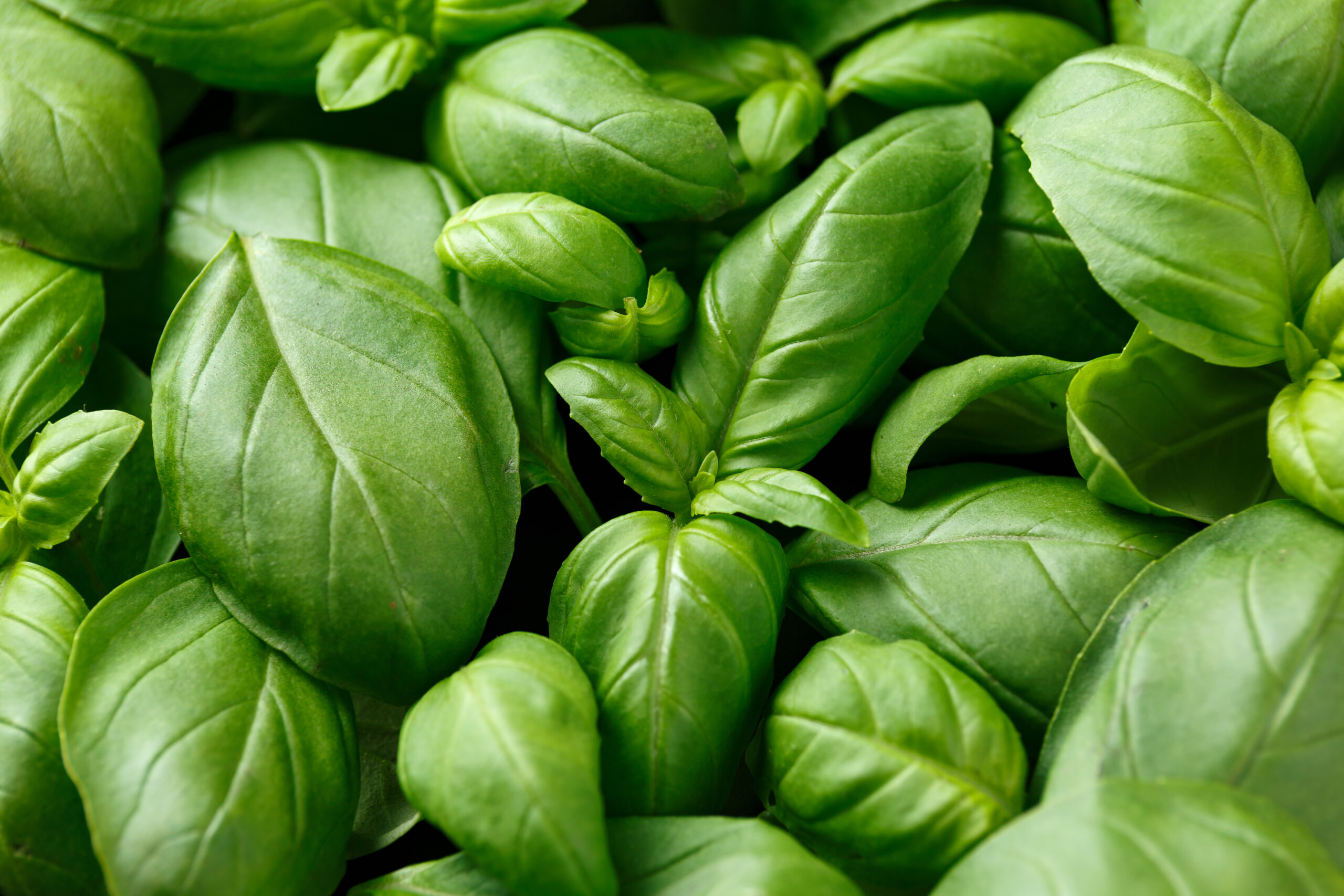 Basilikum-Motiv – Adobe Stock No. 446038035 Fresh Basil leaves, herbs. Ocimum basilicum, background. © grinchh